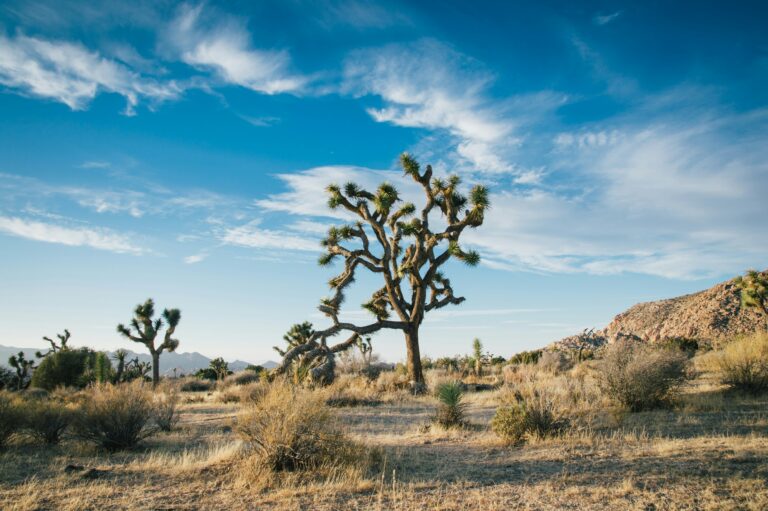 joshua-tree-national-park3