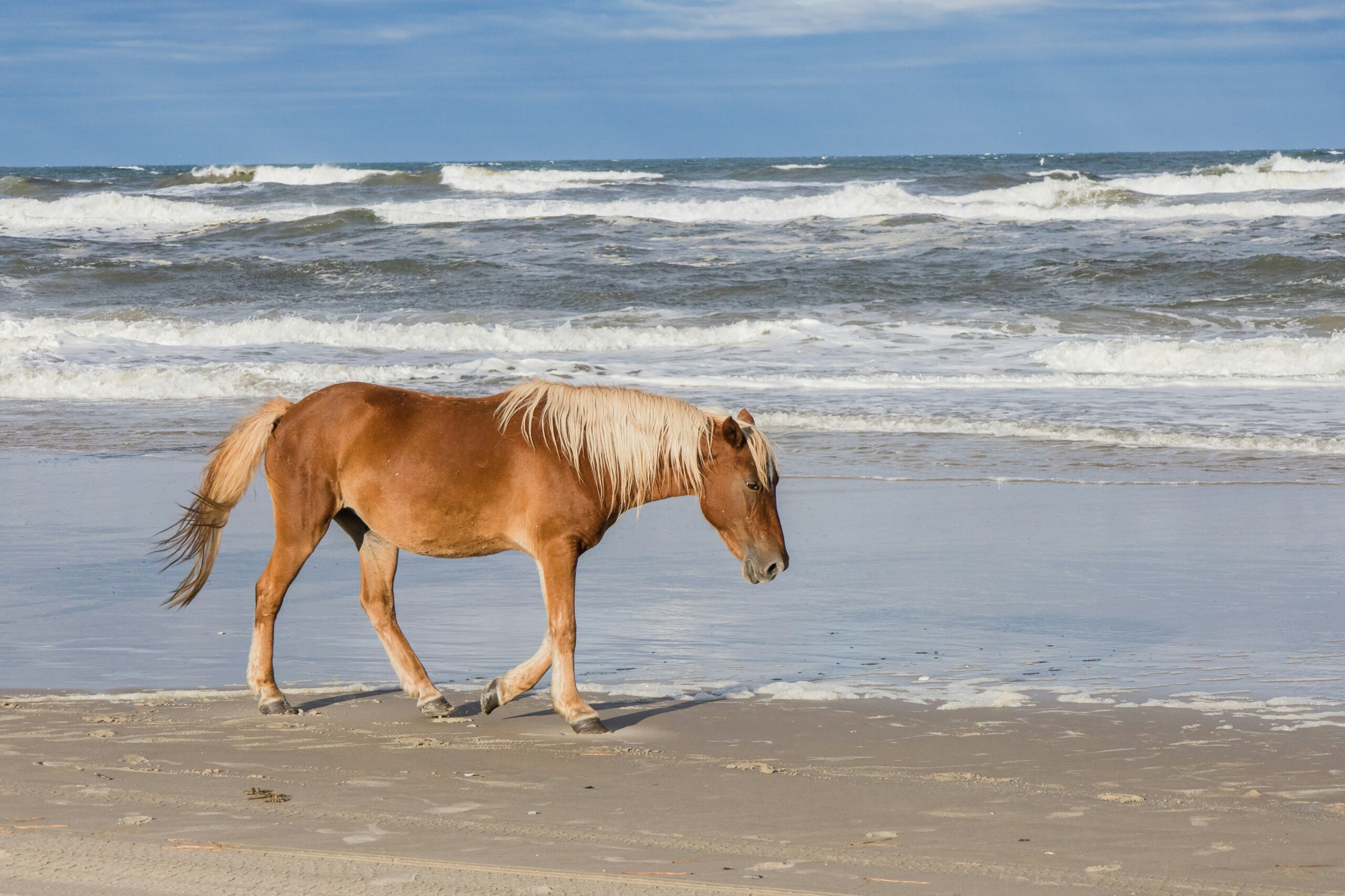 sable-island-national-park2-1