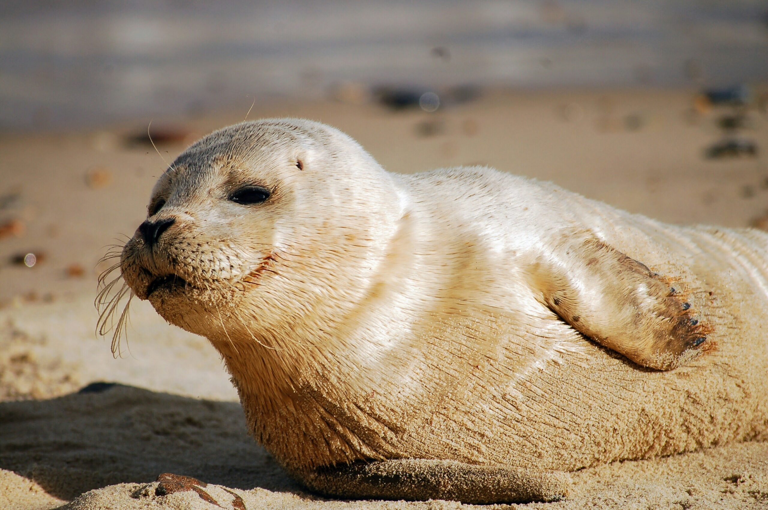 sable-island-national-park3