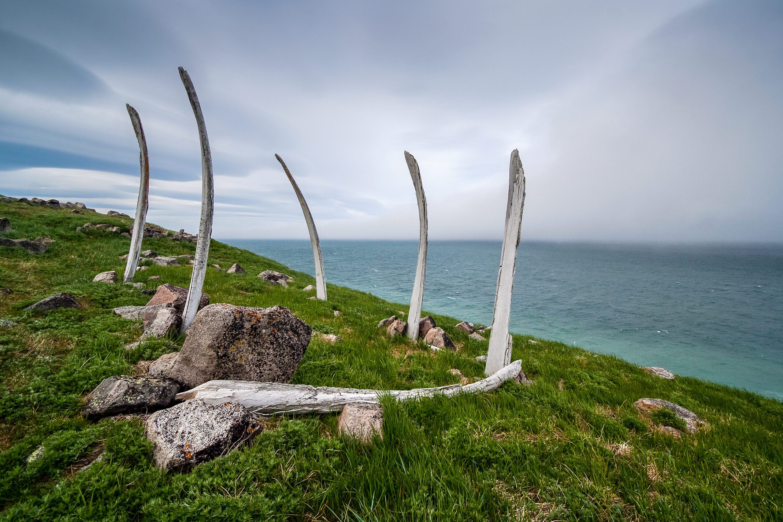 Whale ribs
