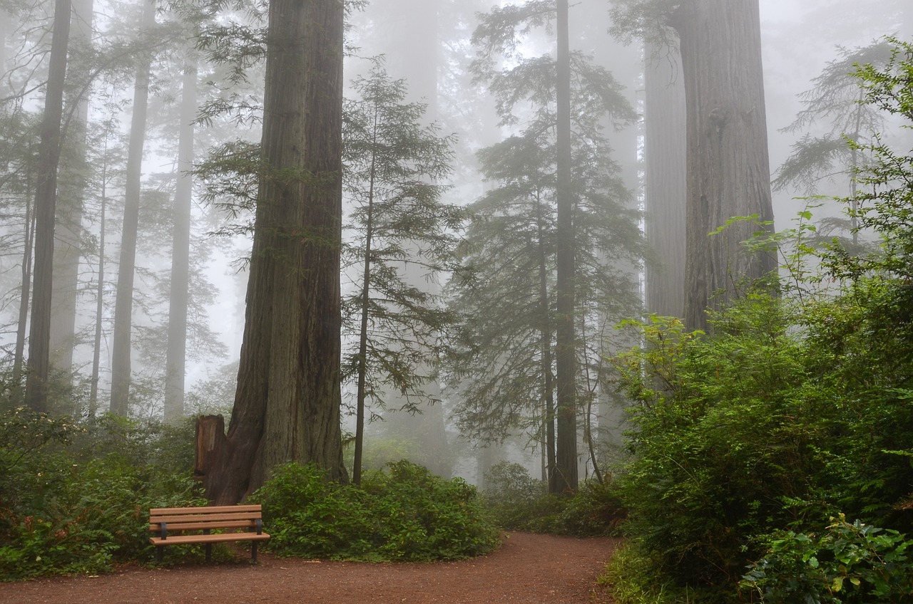 redwood national park attractions2
