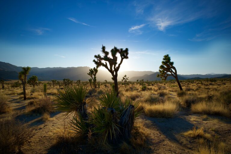 Joshua Trees