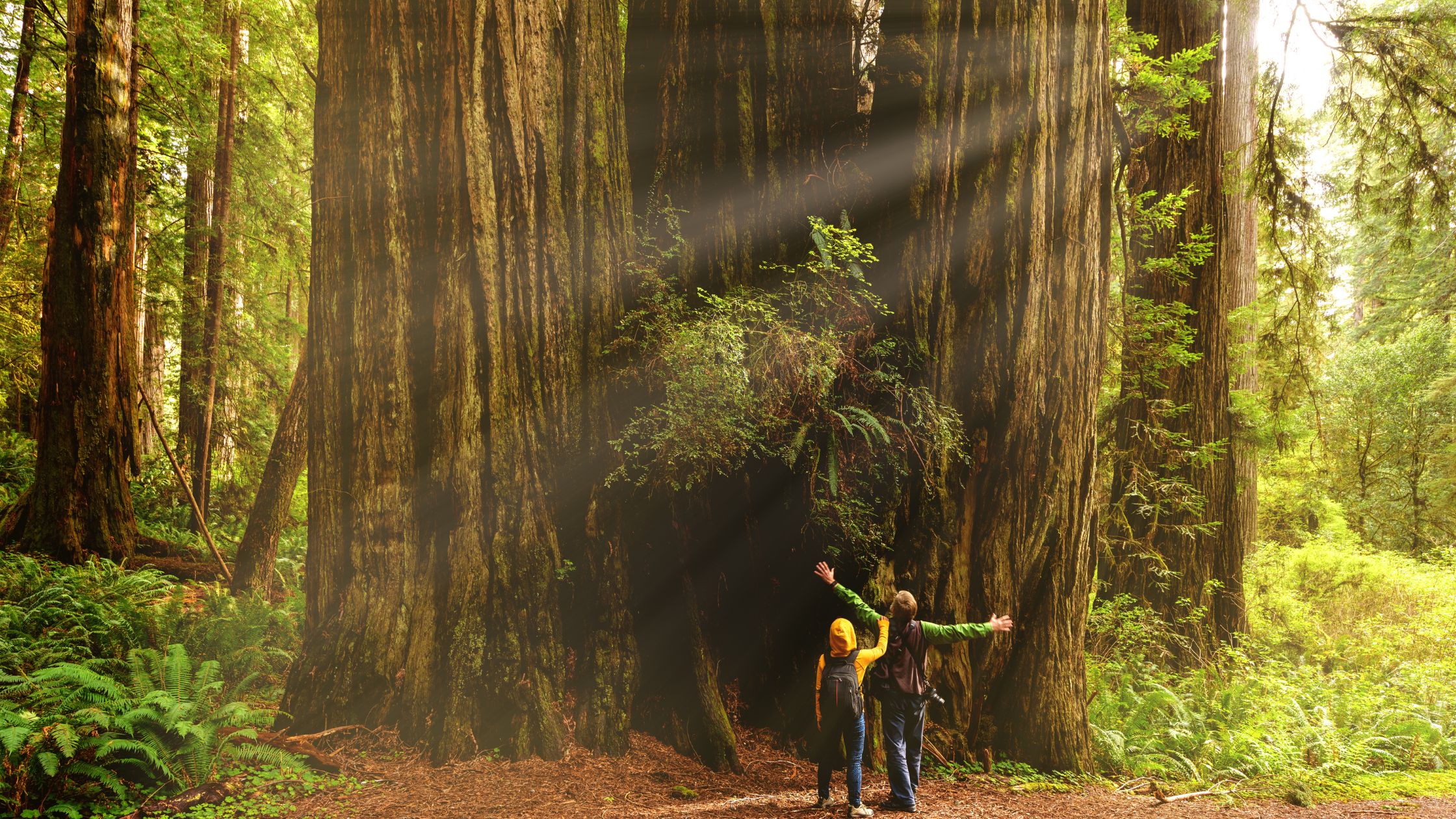 Redwood National Park California
