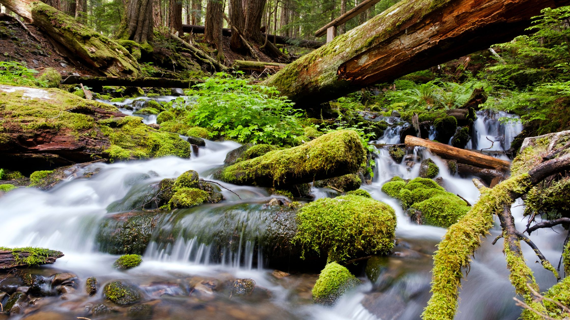 Olympic National Park Washington