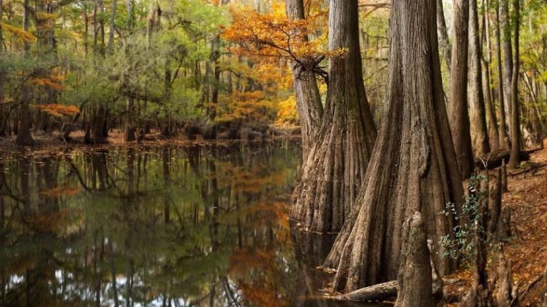 Congaree National Park South Carolina Discover South Carolina