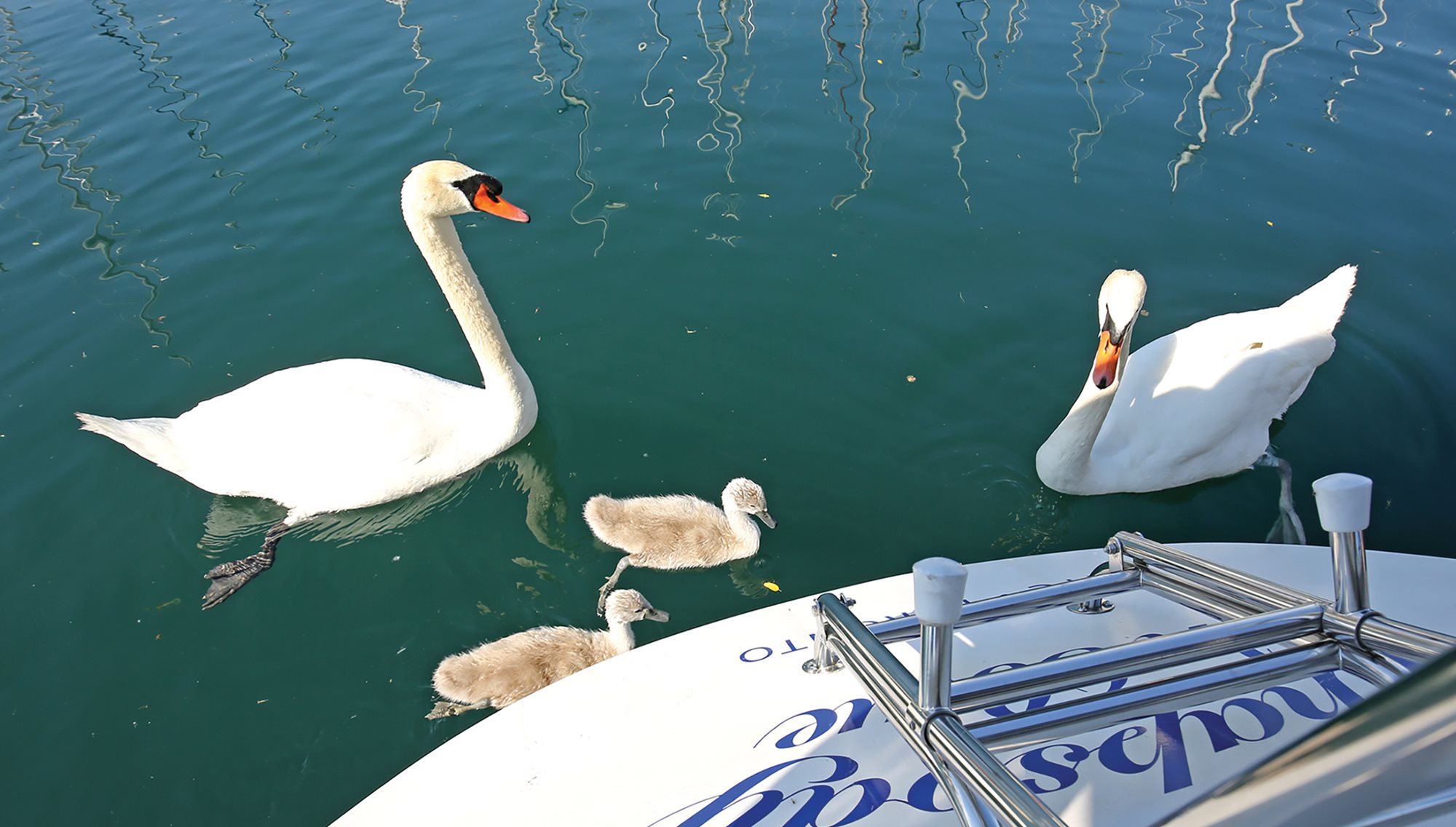 Etobicoke Yacht Club (Eyc)