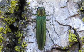 Breakwater Park And Harbor