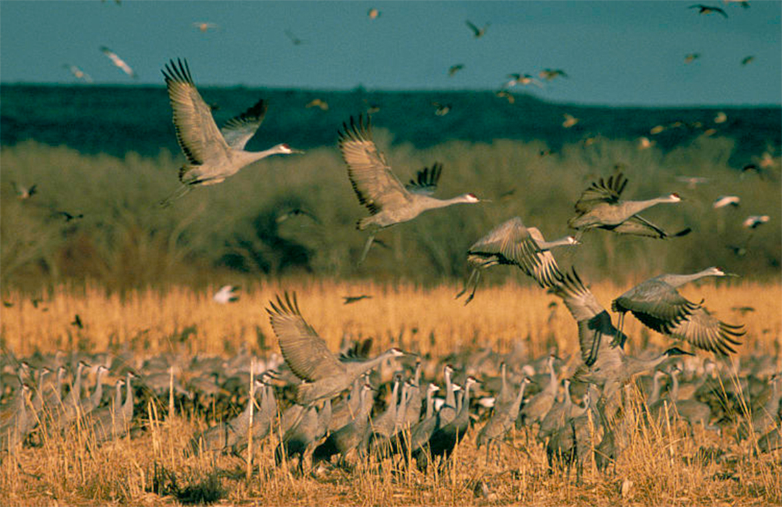 Tiki Lagun Resort And Marina