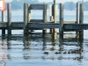 Alexander's Landing
