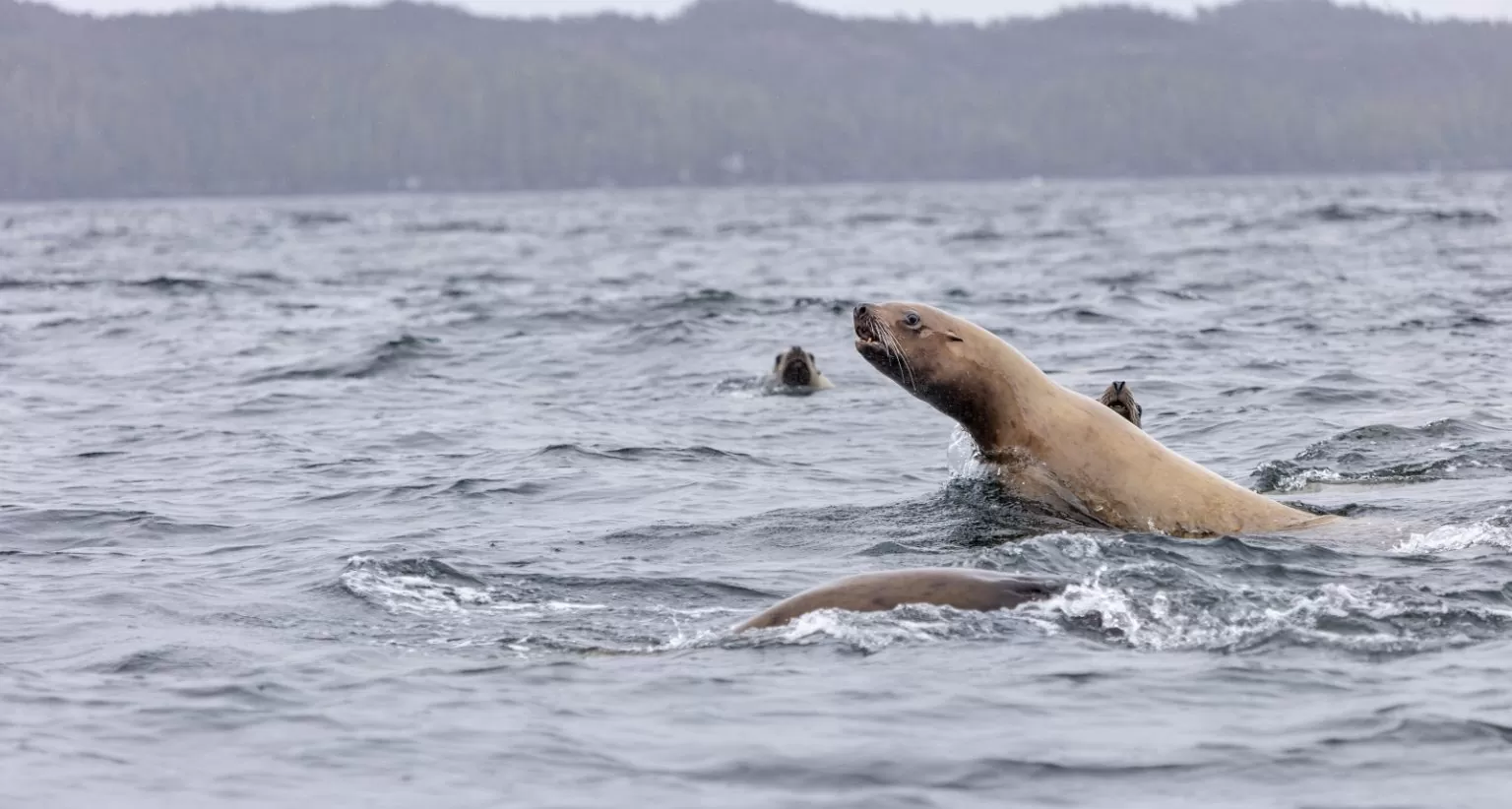 Shearwater Resort And Marina