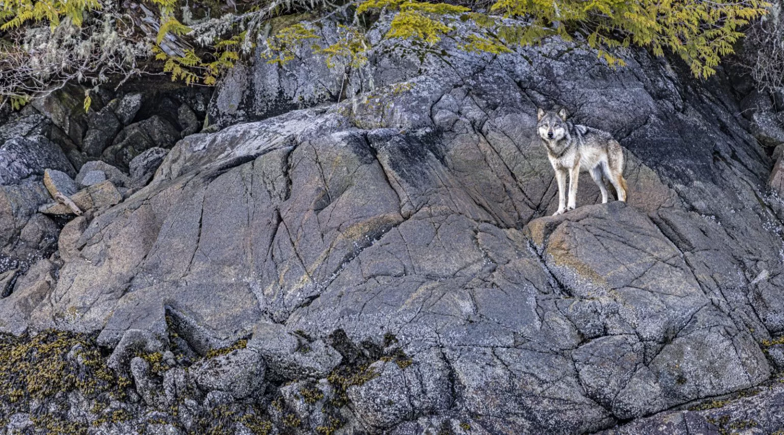 Shearwater Resort And Marina