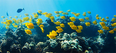Wailoa Sampan Basin Harbor