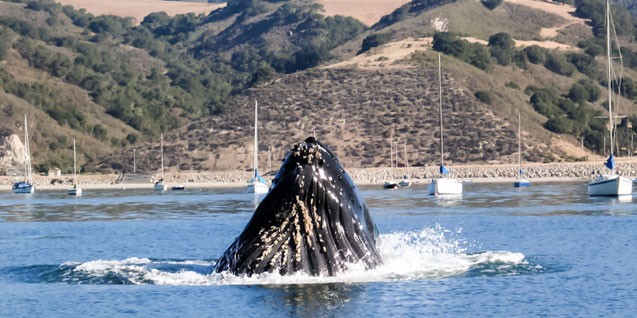 Port San Luis Harbor