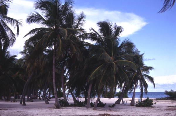 Islamorada Yacht Basin At The Lorelei