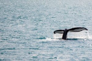 Sooke Harbour Resort And Marina