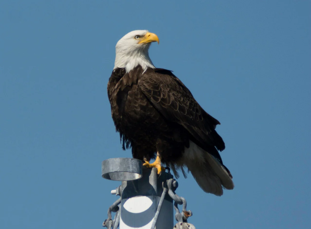 Boston Harbor Marina