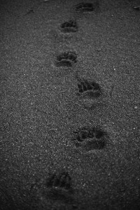 Tofino Resort + Marina