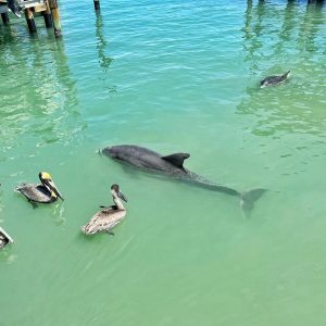 Pelican Bend Marina