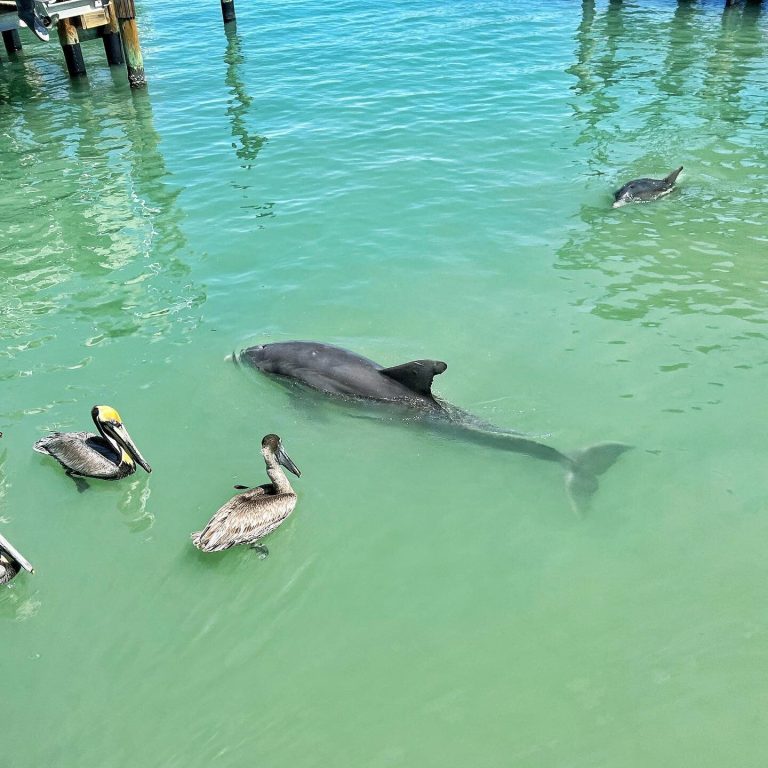 Pelican Bend Marina