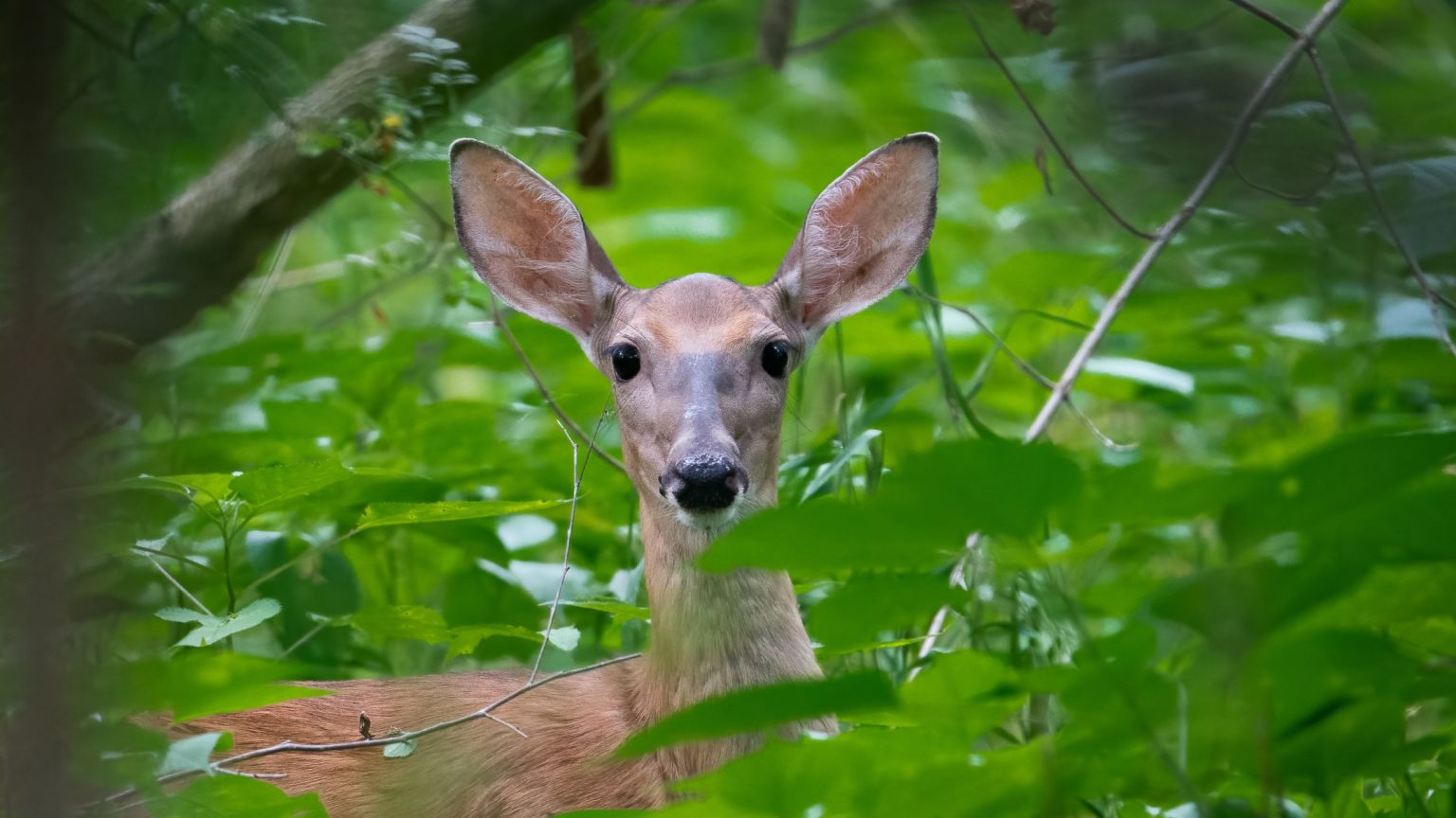 Rankings: Best and Worst U.S. States for Forest Wildlife