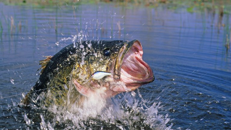 Catching a Fish