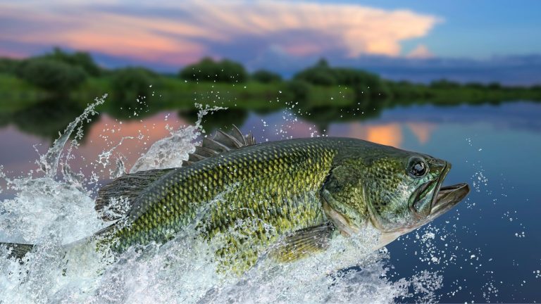 Jumping Fish