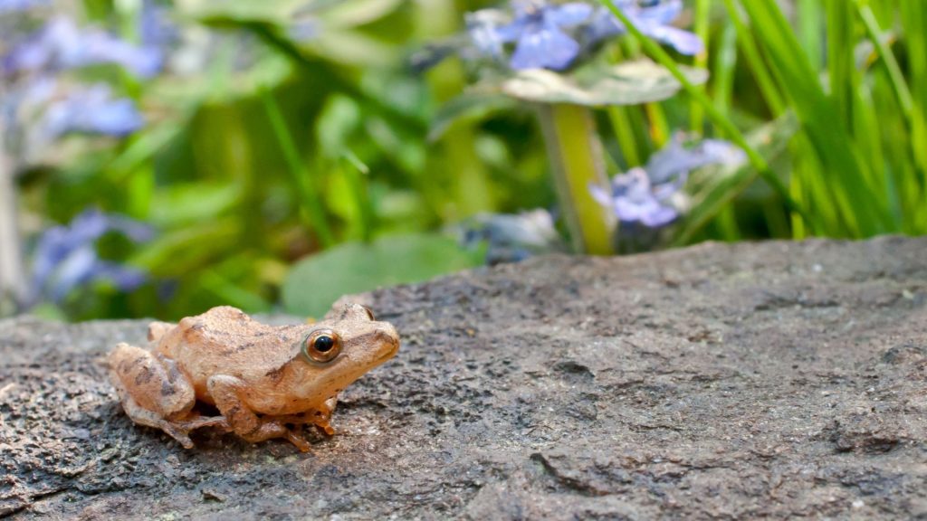 Spring peeper (frog) sitting on a rock with purple flowers and green foliage in background