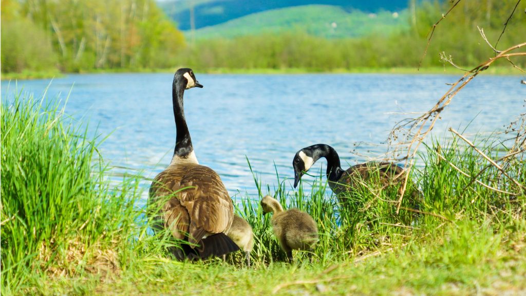 Canada Geese by the water