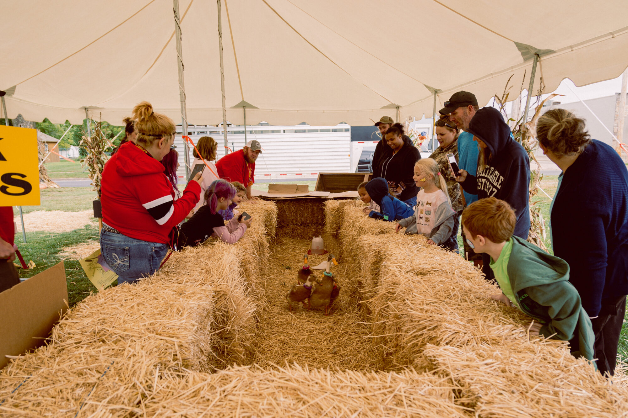 Chickens in hay enclosure with people looking on at Cackle Hatchery Annual Chicken Festival