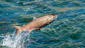 Chinook Salmon fish jumping out of the Feather River in California