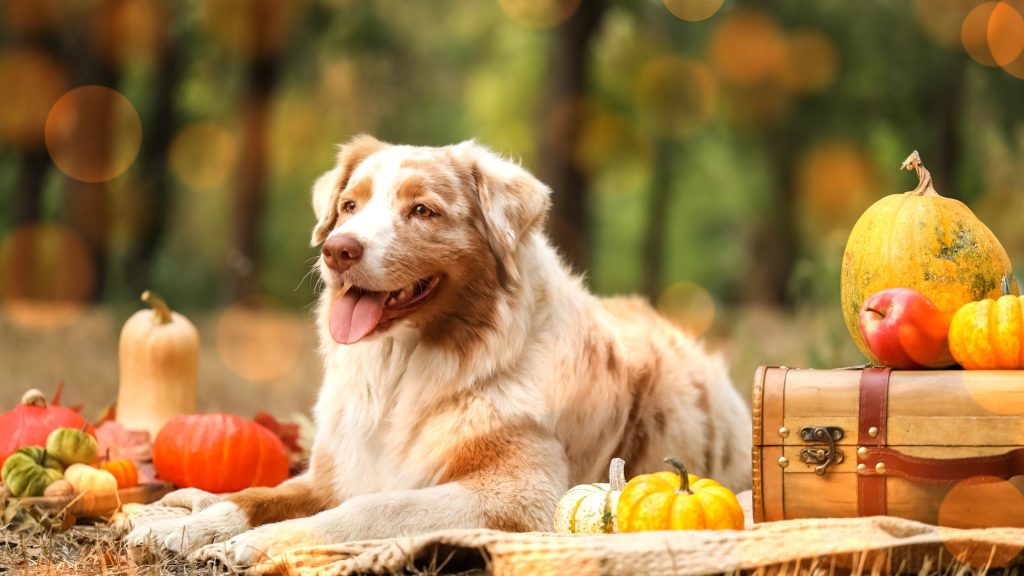Dog surrounded by pumpkins and gourds at Thanksgiving