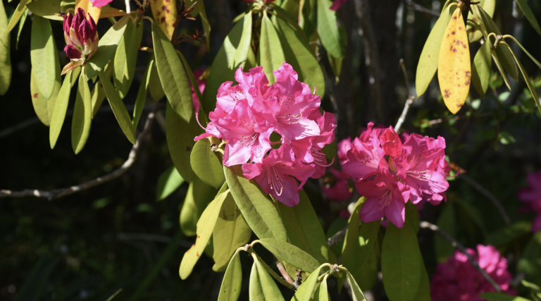 Rhododendron Festival