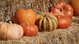 WV Pumpkin Festival