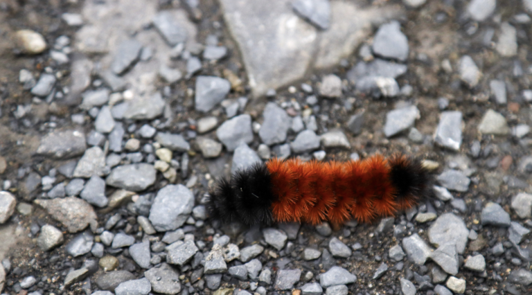 Woolly Worm Festival