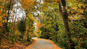 Beautiful Fall Colors