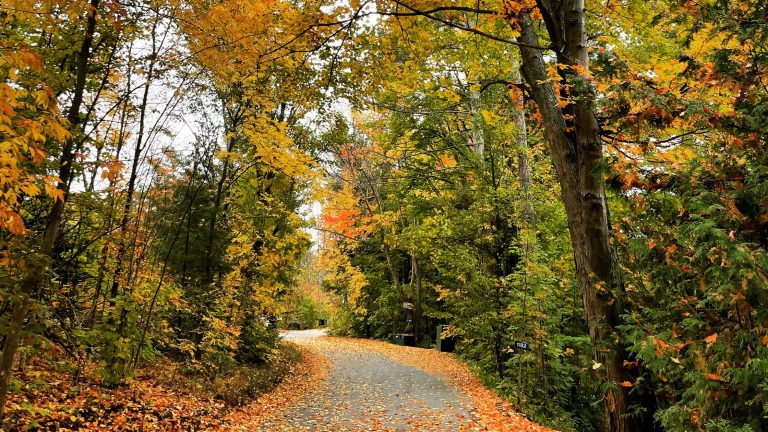 Beautiful Fall Colors