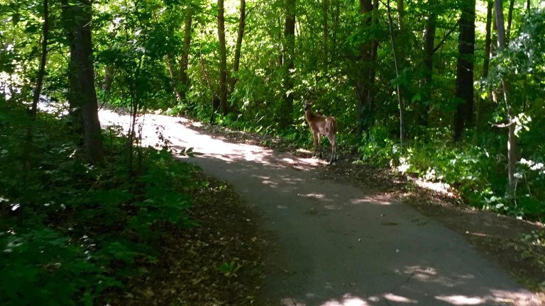 Deer on Hiking Trail