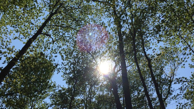 High Noon in the Park