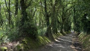 Hiking Through Ancient Trees