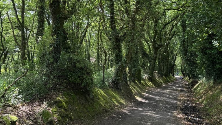 Hiking Through Ancient Trees