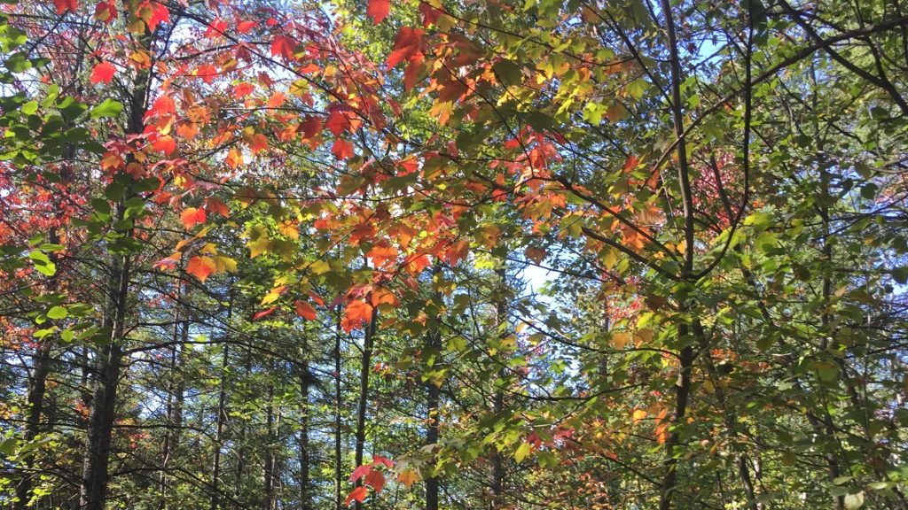 Leaves in Autumn