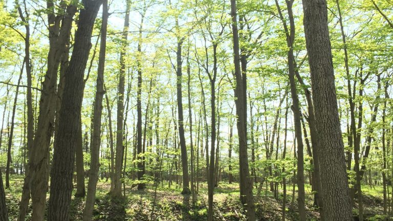 Sunny Day in the Park