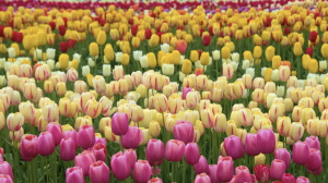 Pella's Annual Tulip Time Festival