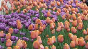 Tulip Festival