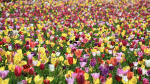 Wooden Shoe Tulip Festival