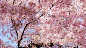 Washington State Apple Blossom Festival
