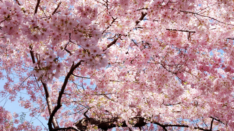 Washington State Apple Blossom Festival