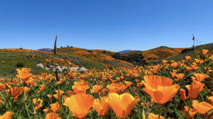 California Poppy Festival