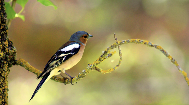 The Biggest Week in American Birding