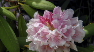 Florence Rhododendron Festival